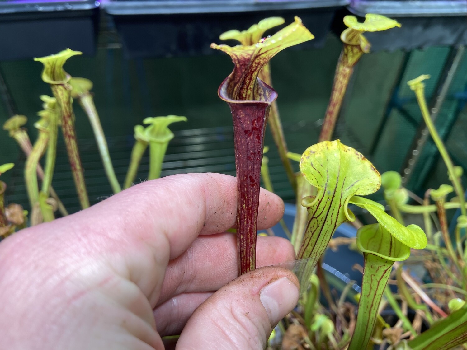 Sarracenia flava var. ornata “Giant Form” Apalachicola, Franklin Co. Fl.