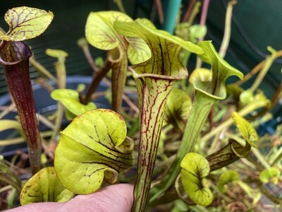 Sarracenia flava var. ornata “Giant Form” Apalachicola, Franklin Co. Fl.