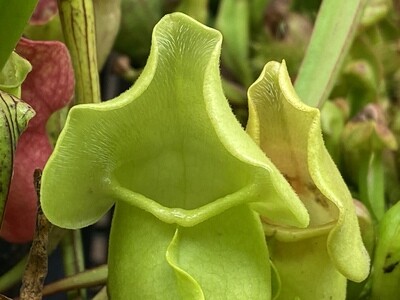 Sarracenia purpurea Sub sp. purpurea - Green Form