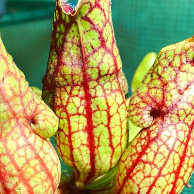 Sarracenia purpurea ssp. venosa
