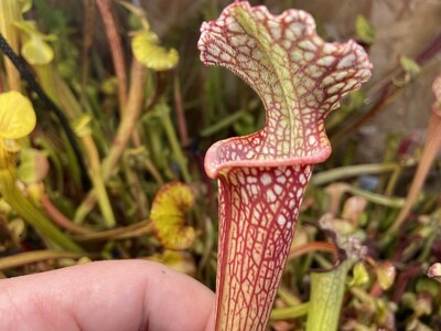 Sarracenia (leucophylla “red” X Wilkerson White Knight) X Leucophylla “Red Stripe Throat”