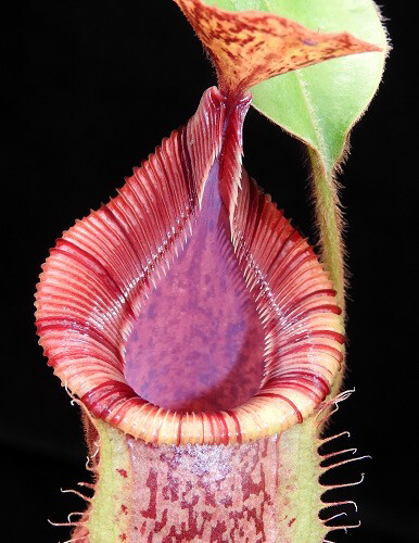 Nepenthes hamata x veitchii BE-3943 - (Well Established!)