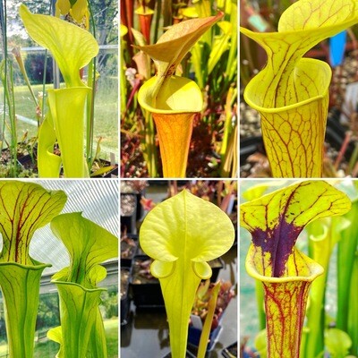 Sarracenia flava Lovers Starter Kit (4 Sarracenia)