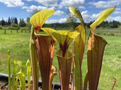 Sarracenia flava var. rubricorpora Apalachicola, Fl. - Nice!