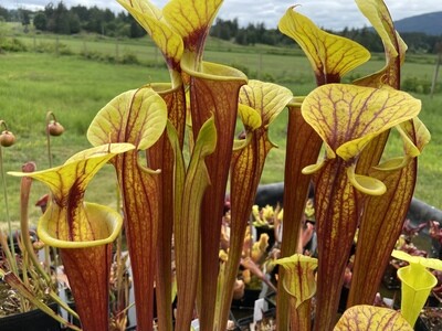 Sarracenia flava var. rubricorpora Apalachicola, Fl. - Nice!