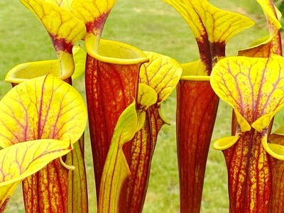 Sarracenia flava var. rubricorpora