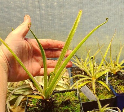 Drosera regia King Sundew (Small)