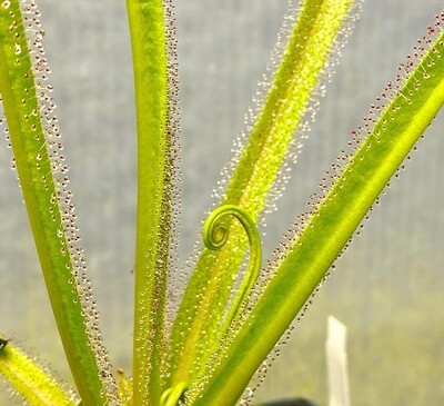 Drosera regia King Sundew (Small)