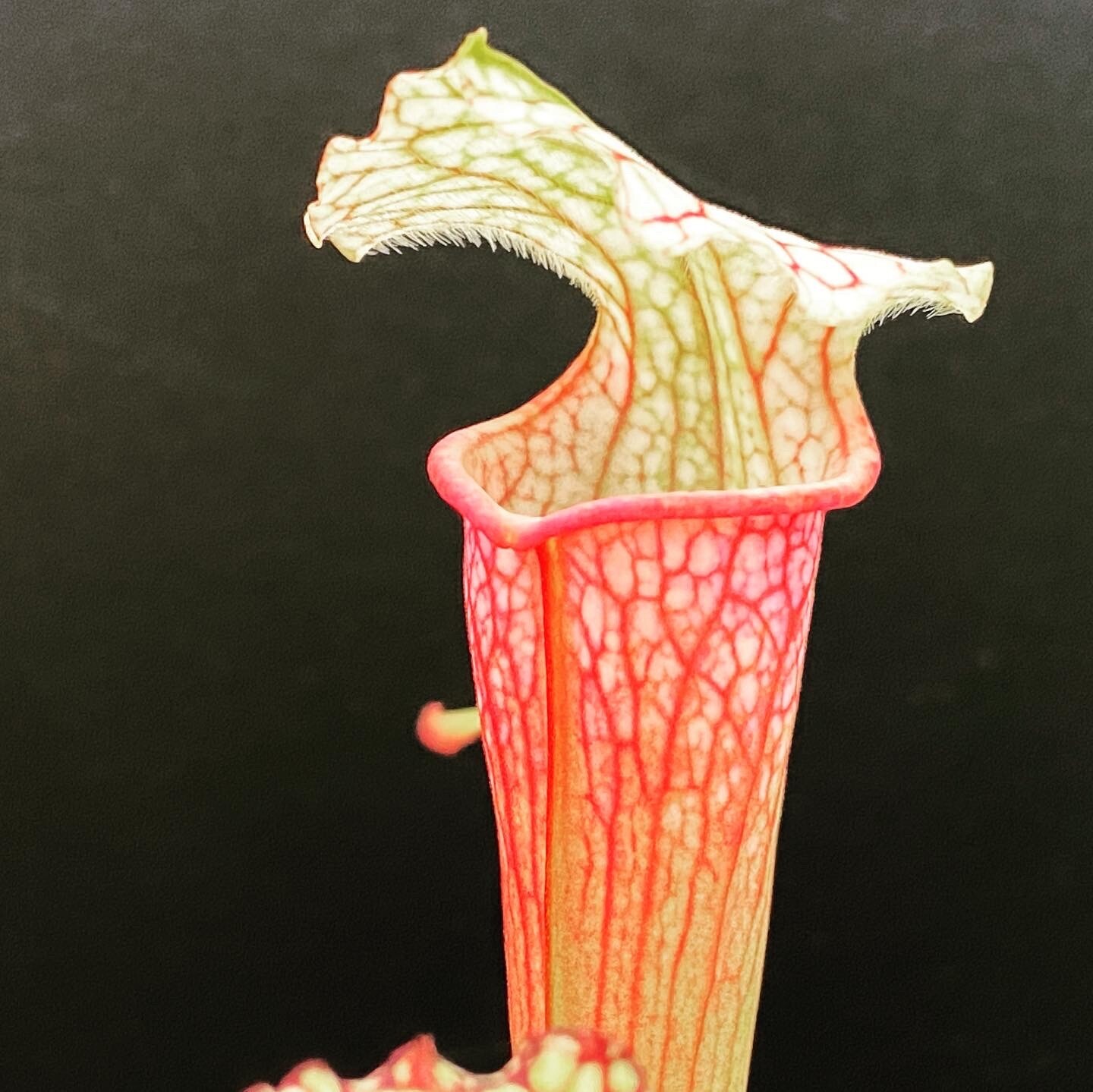 Sarracenia Leucophylla “Purple Lips” x  “Saxapahaw” 