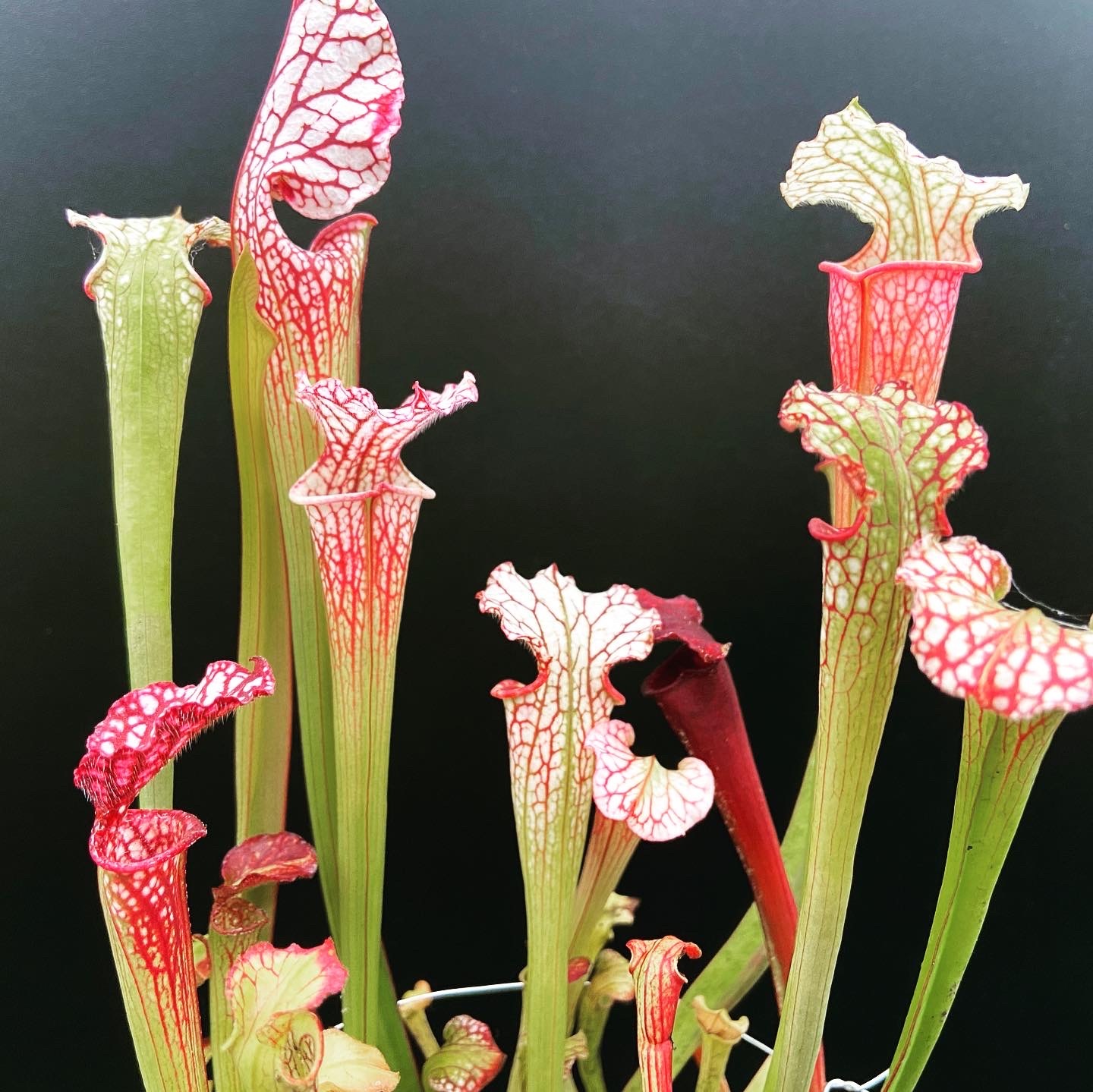 Sweet Pitcher Plant (Sarracenia rubra) 15 Sarracenia Leucophylla “Purple Lips” x “Saxapahaw”