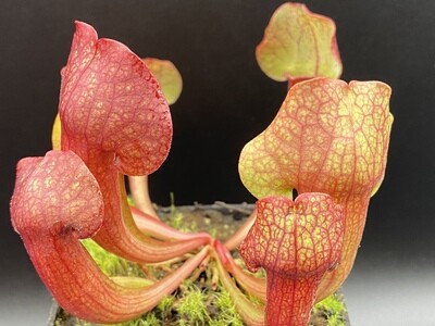 Sarracenia (Wrigleyana “Giant ” x minor) X purpurea