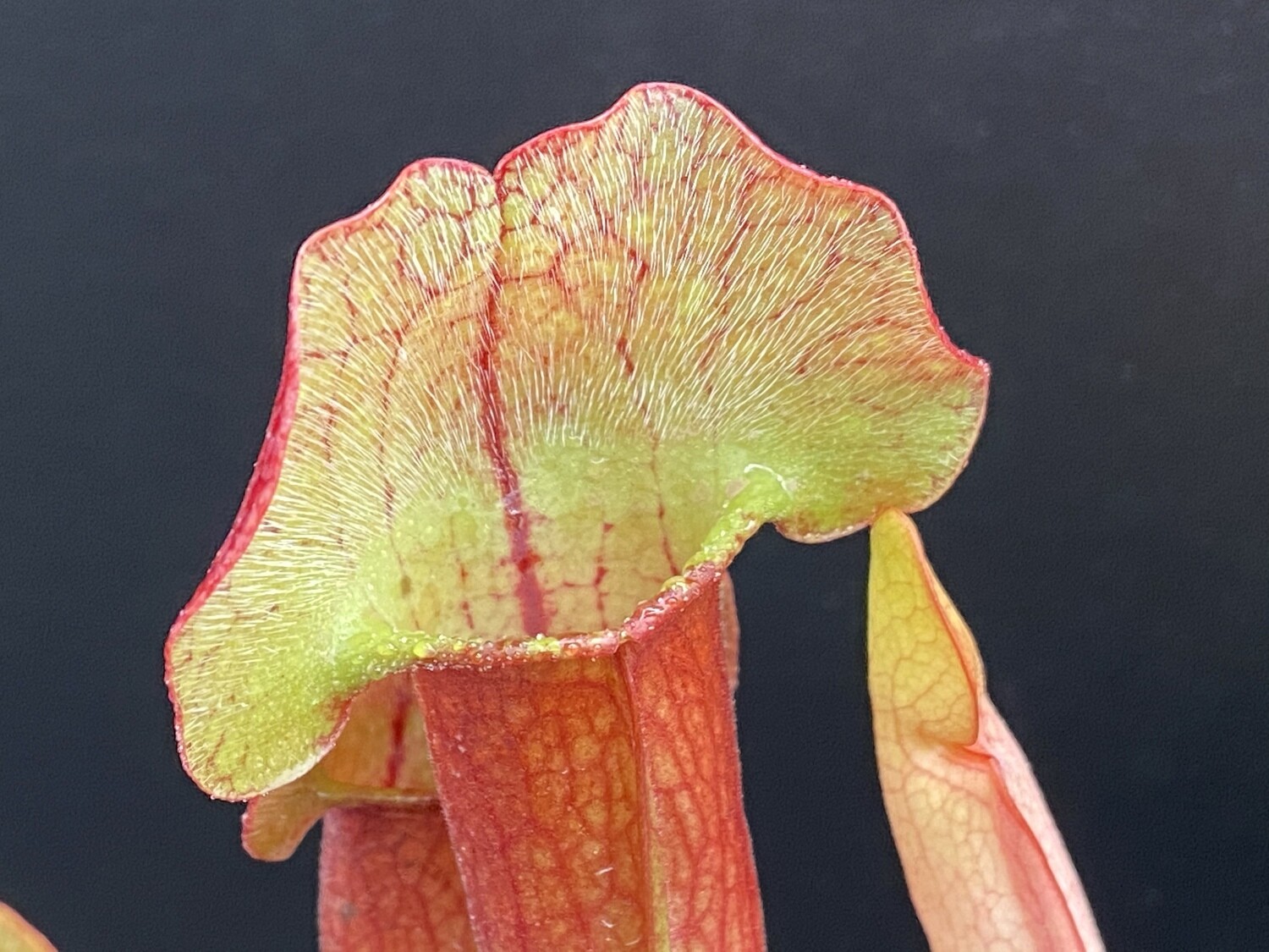 Sarracenia (Wrigleyana “Giant ” x minor) X purpurea