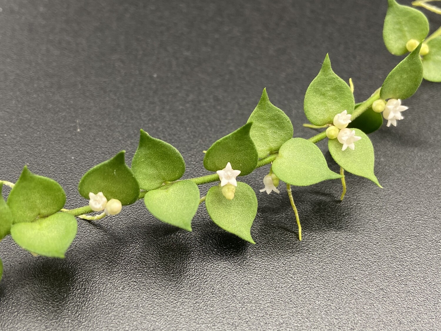 Dischidia ruscifolia (2 Unrooted Cuttings)