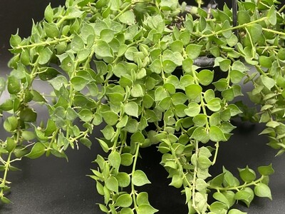Dischidia ruscifolia (2 Unrooted Cuttings)