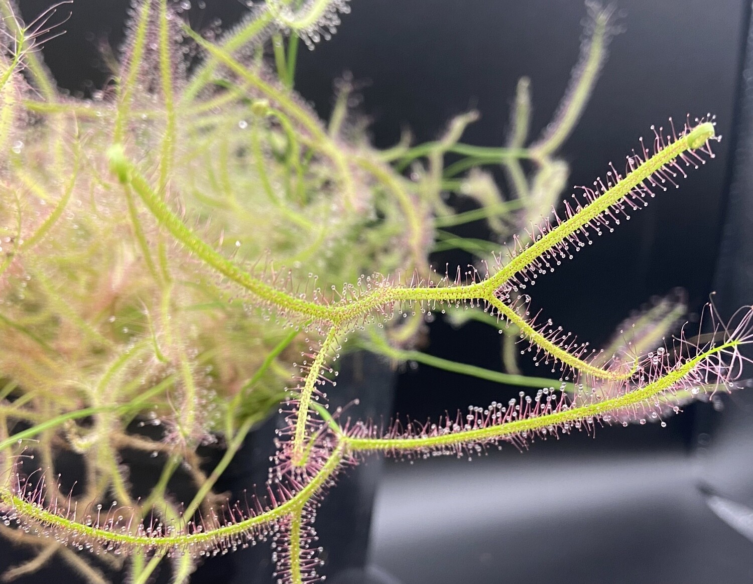 Drosera binata var. dichotoma - Giant Sundew 1+ Plants -