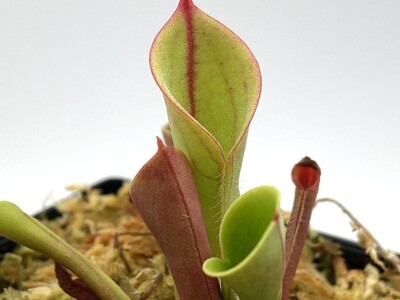 Heliamphora heterodoxa x minor -Adult Pitchers