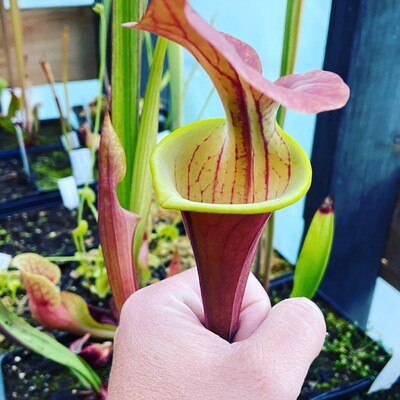 Sarracenia  flava “Waccamaw” Selflings Assorted Colours 