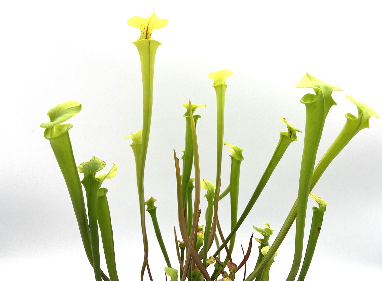 Sarracenia  flava “Waccamaw” Selflings Assorted Colours 