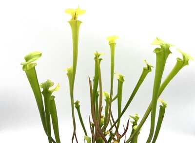 Sarracenia  flava “Waccamaw” Selflings Assorted Colours 