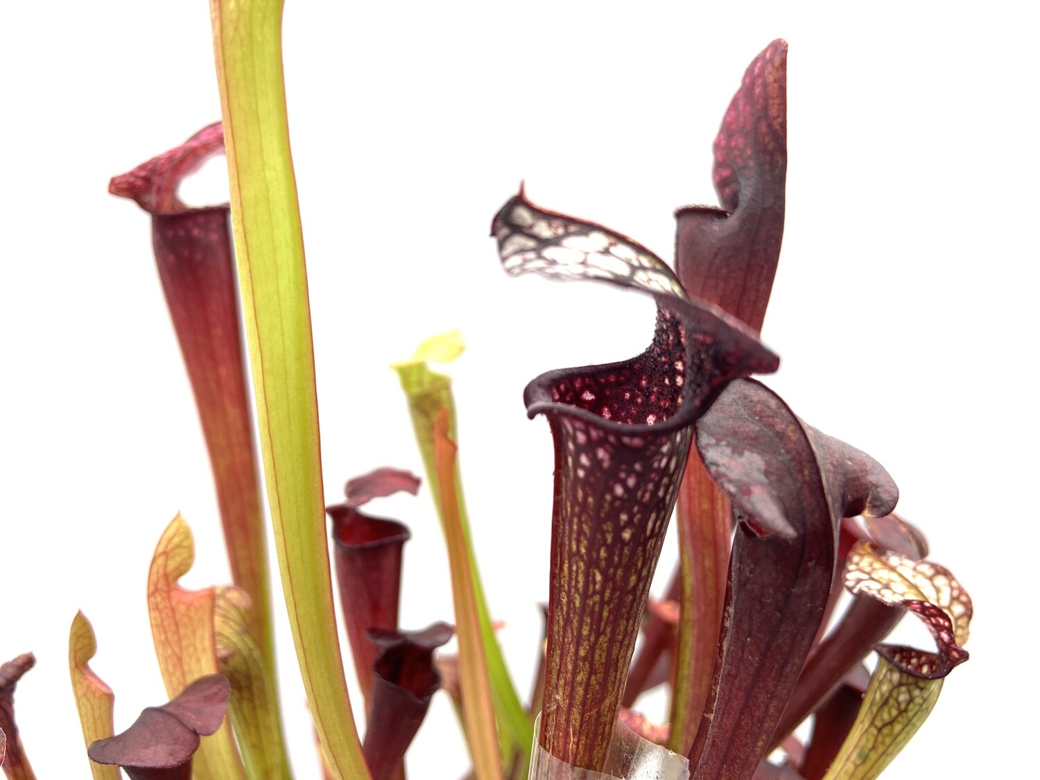 Sarracenia “Dana's Delight ” x  “Black Widow ”