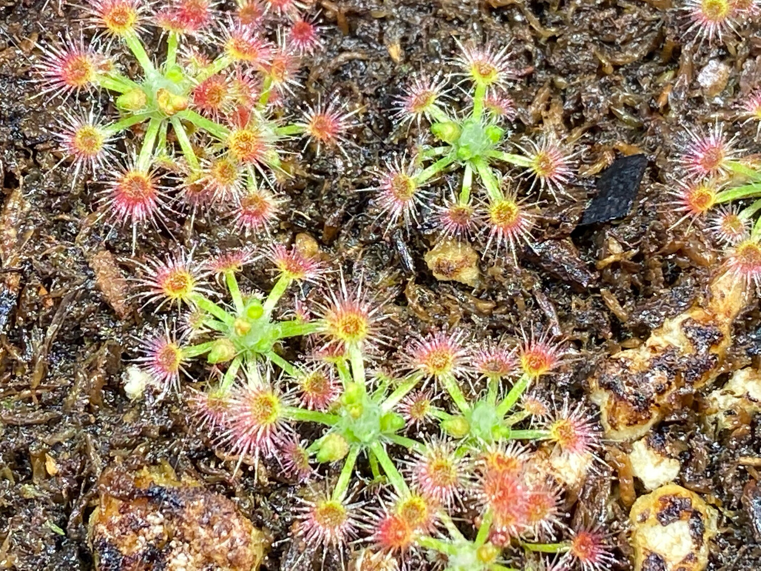 Drosera oreopodion Pygmy Sundew (3+ Blooming Size Plants) In Bloom now! 