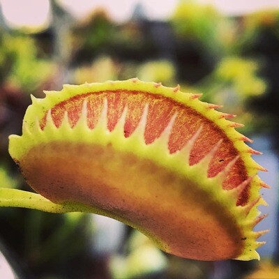 Dionaea muscipula “Fake Dracula” Venus Flytrap (small) Nice!