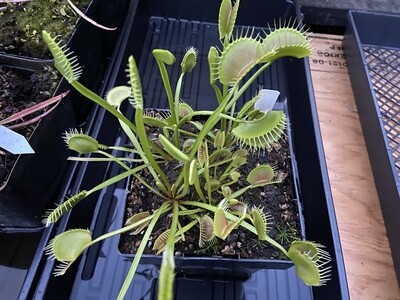 Dionaea muscipula ‘King Henry’ Venus Flytrap