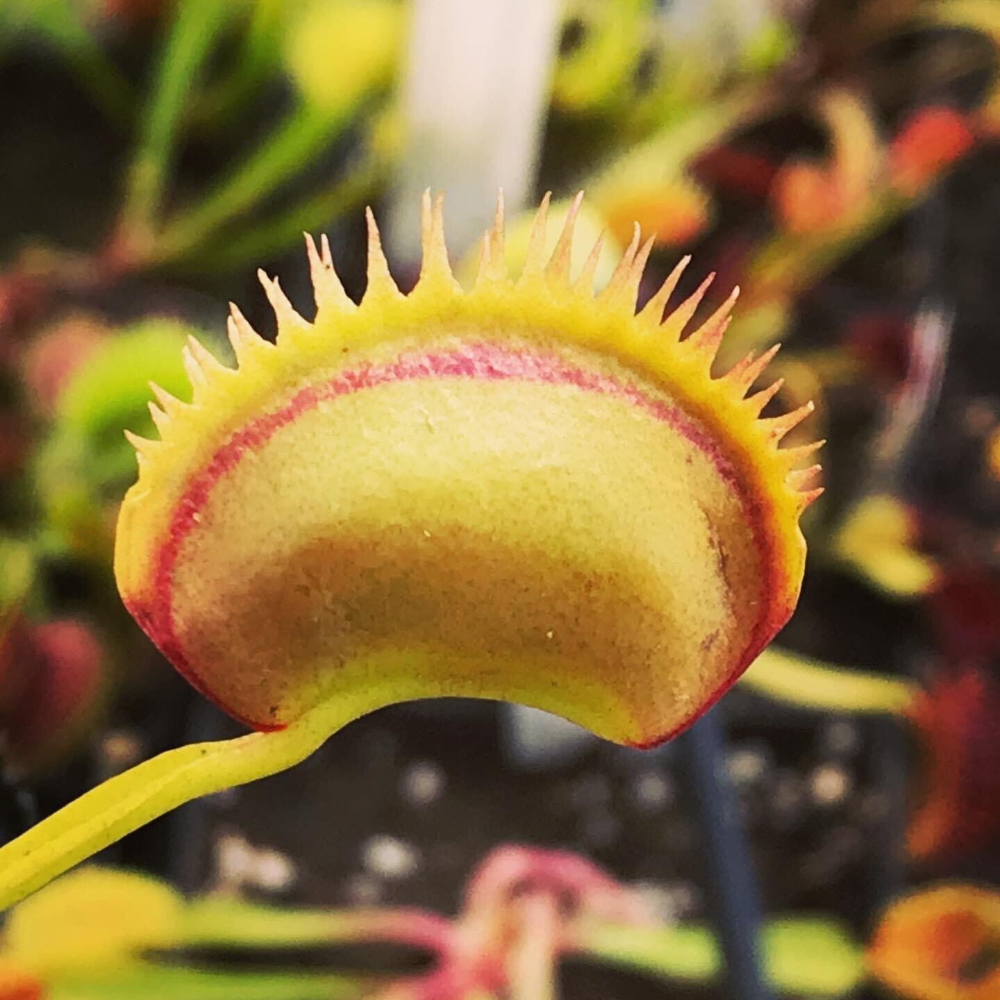 Dionaea muscipula “Fake Dracula” Venus Flytrap (small) Nice!