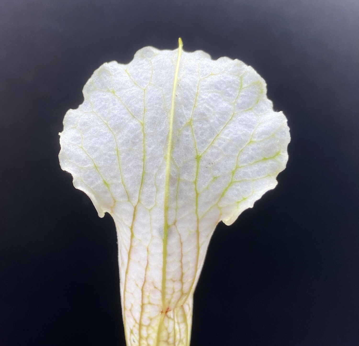Sarracenia leucophylla ‘ Schnell's Ghost ’ Limited! 