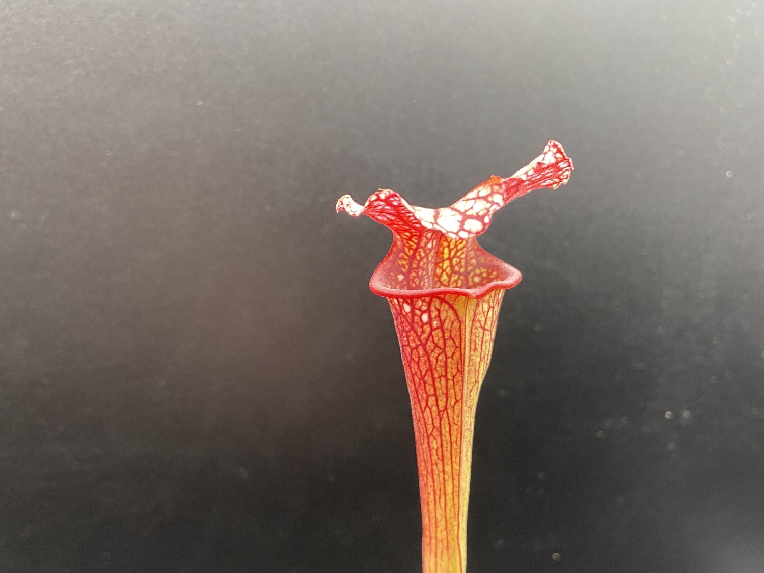 Sarracenia “Saurus” x “Wilkerson Red Rocket” (WYSIWYG)