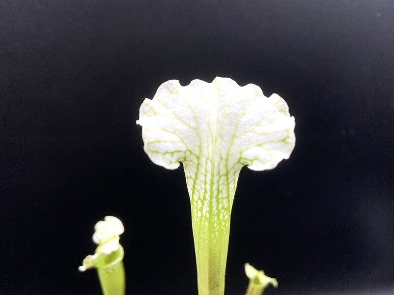 Sarracenia leucophylla “Alba” - Limited! 