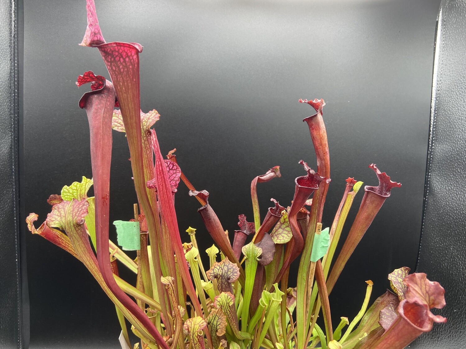 Sarracenia (Moorei Red X Black Widow) X Bloodmoon 
