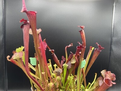 Sarracenia (Moorei Red X Black Widow) X Bloodmoon 