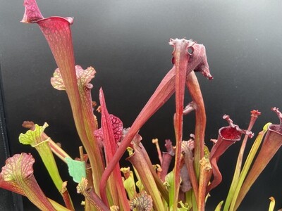 Sarracenia (Moorei Red X Black Widow) X Bloodmoon 