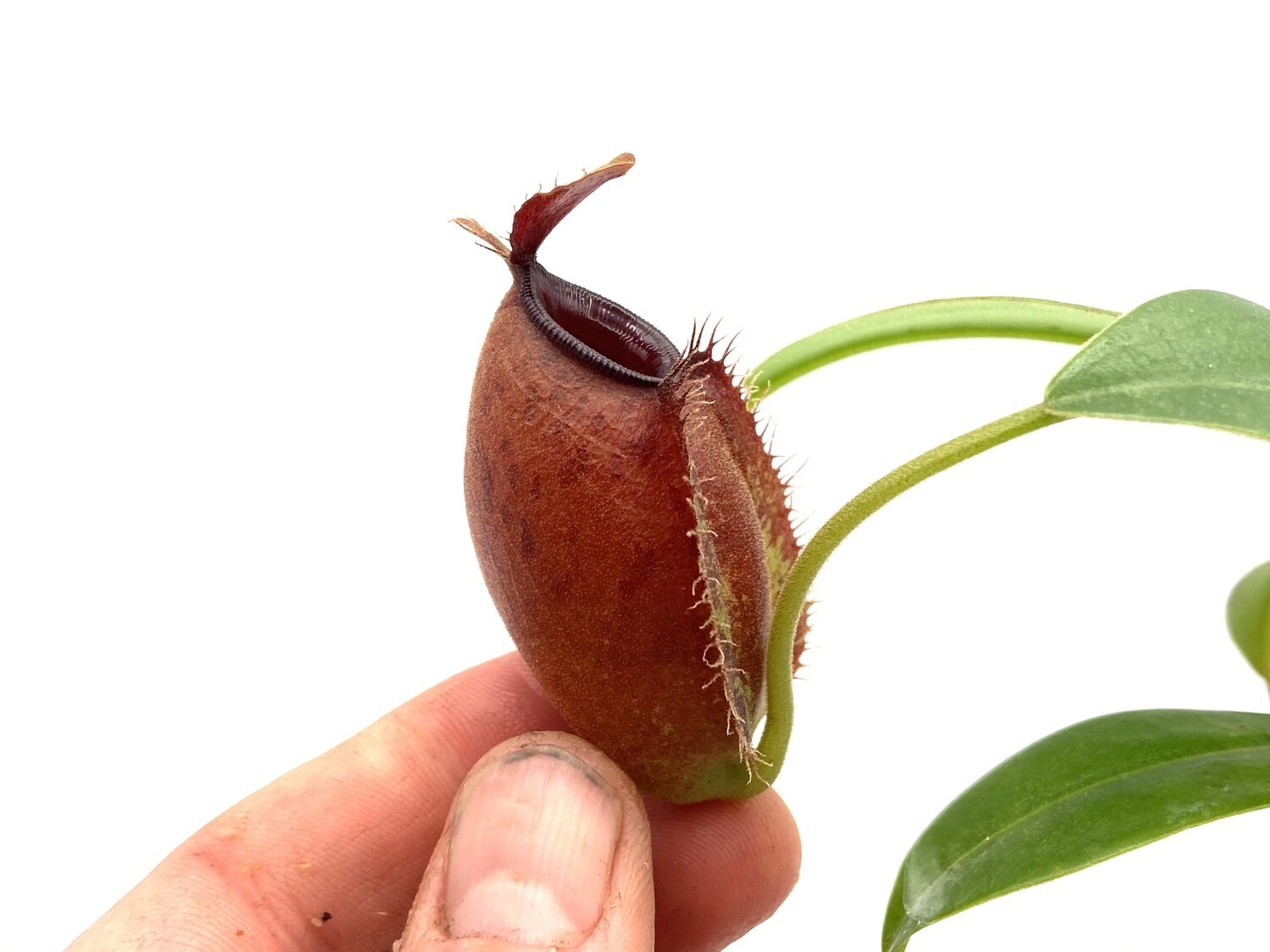 Nepenthes ampullaria x aristolochioides "red form" 