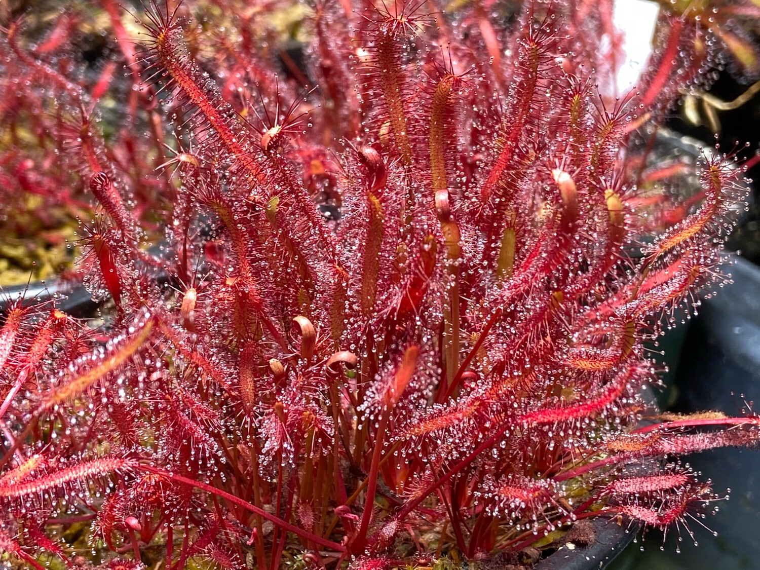 Drosera capensis "Red-Leaf" Cape Sundew