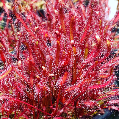 Drosera capensis &quot;Red-Leaf&quot; Cape Sundew