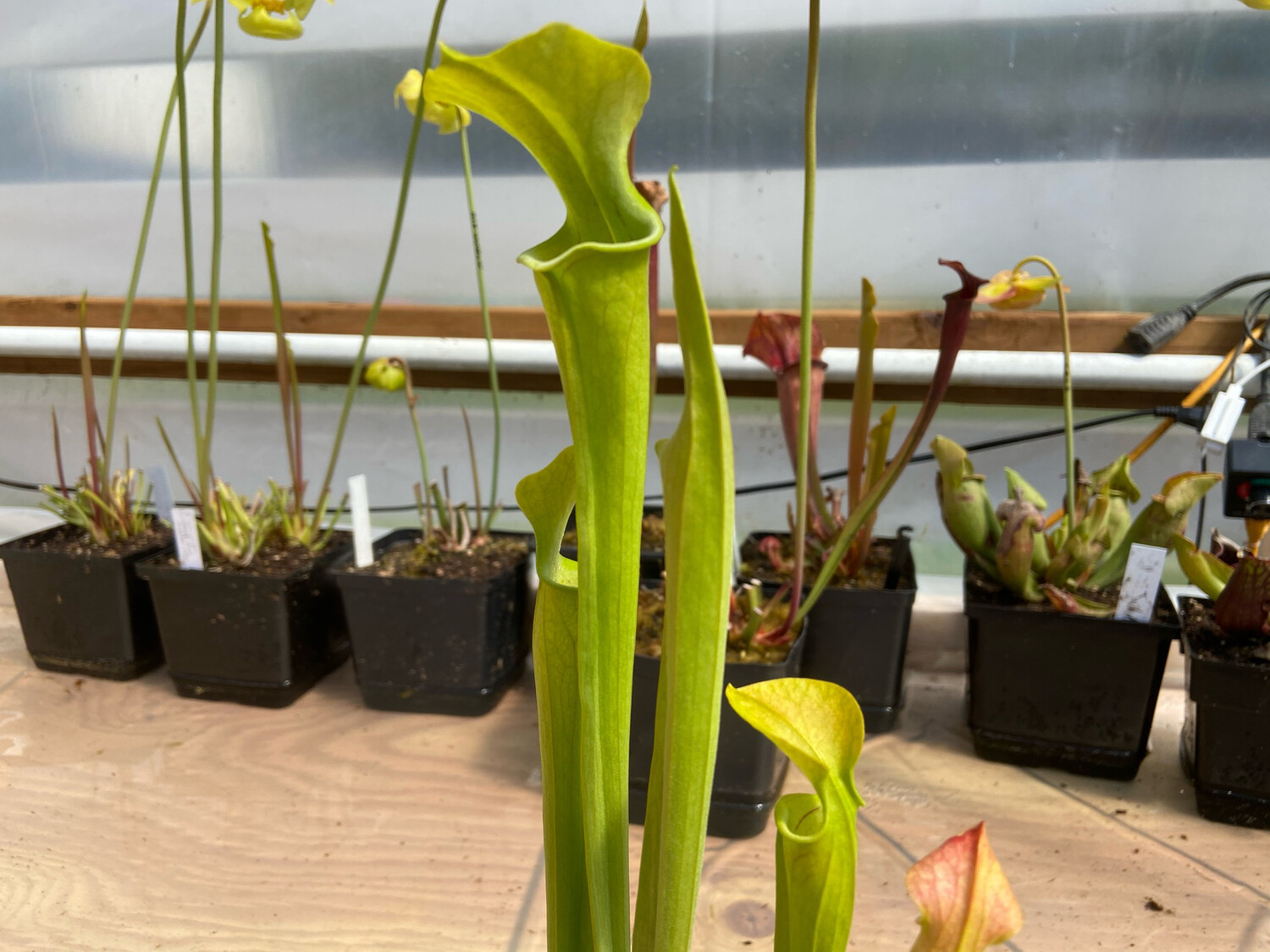 Sarracenia oreophila var. oreophila Dekalb Co. Alabama