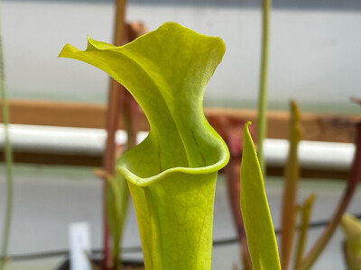 Sarracenia oreophila var. oreophila Dekalb Co. Alabama