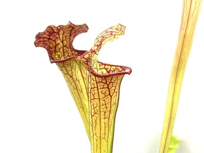 Sarracenia “Saxapahaw” x “Saurus “