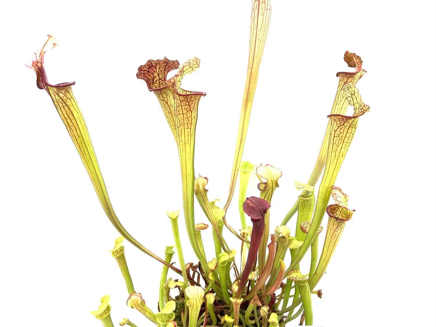 Sarracenia “Saxapahaw” x “Saurus “