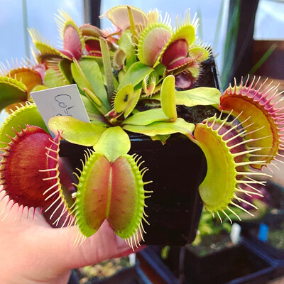 Dionaea muscipula “BGH Giant” Venus Flytrap (small)