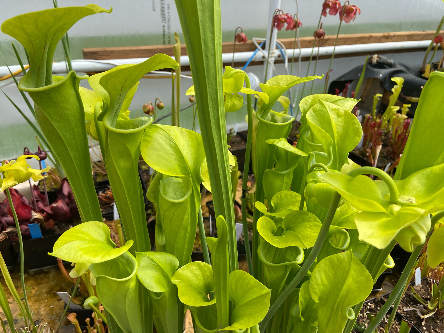 Sarracenia oreophila var. oreophila "Sand Mountain" Seed Grown 