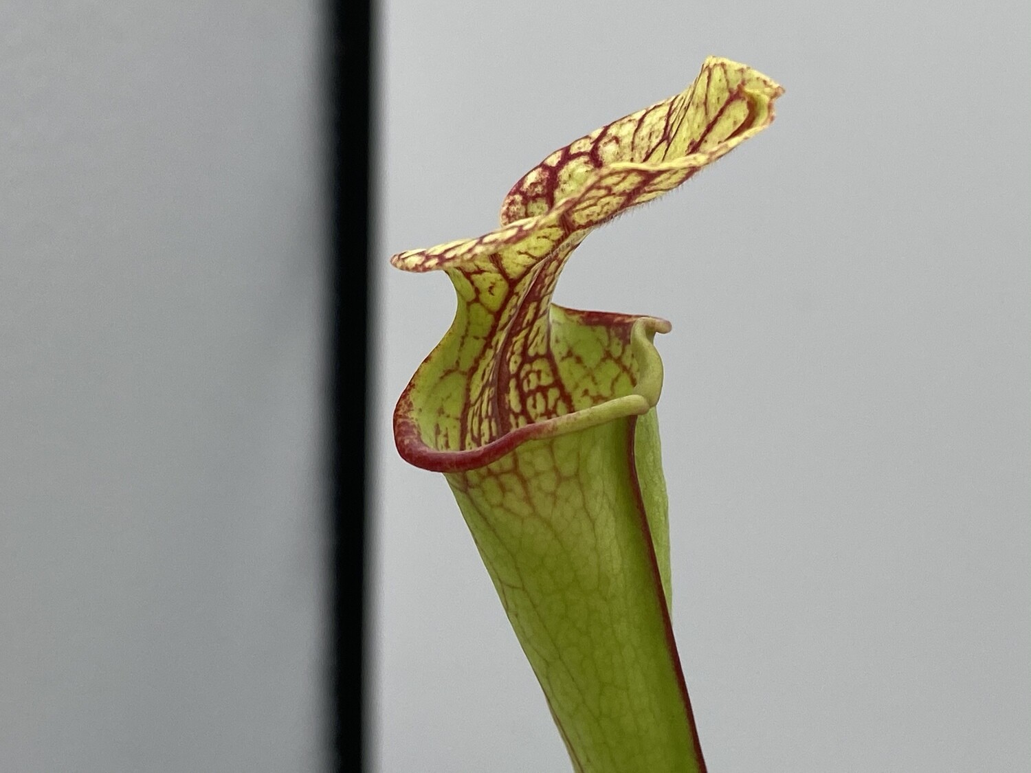 Sarracenia Moorei Esme Cowlard x Self