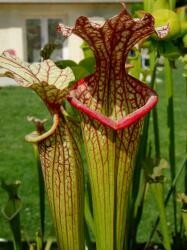 Sarracenia Moorei Esme Cowlard x Self