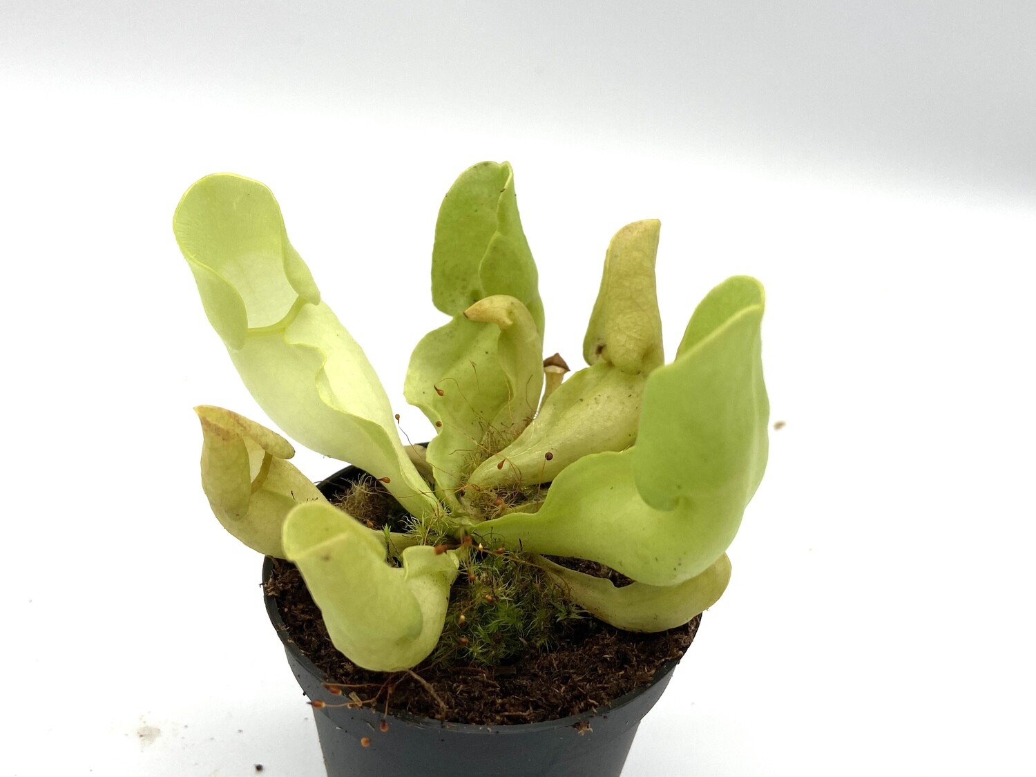 Sarracenia purpurea ssp. venosa var. burkii f. luteola Limited!