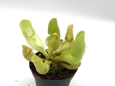 Sarracenia purpurea ssp. venosa var. burkii f. luteola Limited!