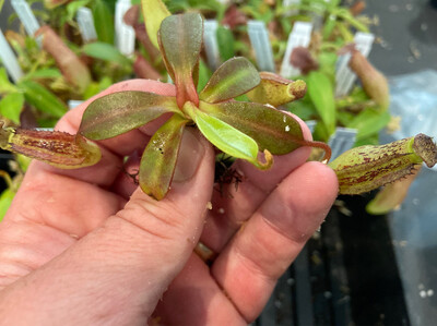 Nepenthes fusca BE-3465 Mamut form