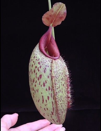 Nepenthes aristolochioides x robcantleyi BE-4036 Last One!