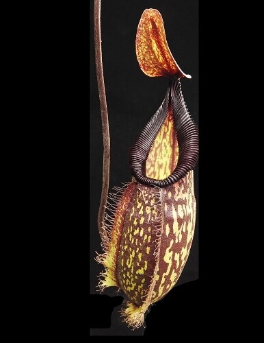 Nepenthes (maxima x talangensis) x hamata BE-3777